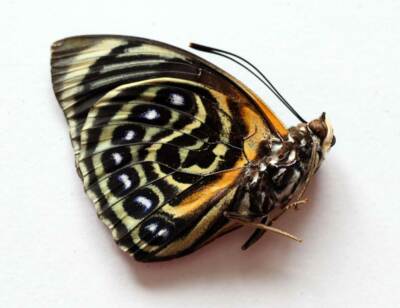 Agrias 2頭、　　 Phalcidon AGRIAS PHALCIDON - unmounted butterfly | eBay