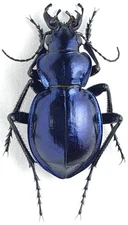 Coleoptera Carabidae Calosoma (Callisthenes) kuschakewitschi Kazakhstan