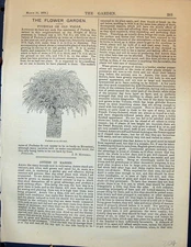 Original Old Antique Print Fuchsia Wall Plant Garden 1878 19th