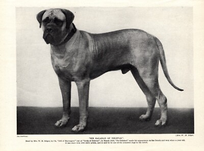 1930s Antique MASTIFF Print Sir Galahad of Deleval Mastiff Print 6110L