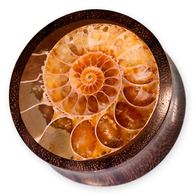 Holz Plug Double Flared Ammonit Fossil Flesh Tunnel Ohr Piercing 8-50 mm - Bild 1 von 4