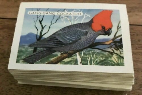 Shell Trading Cards 1961 AUSTRALIAN BIRDS Complete Set of 60 Cards - Picture 1 of 5