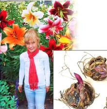 6 Giant Mix Tree Lily Bulb Large Flower Fragrant Summer Pernnial Garden Plant 