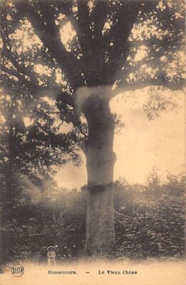 Belgium - BON-SECOURS Peruwelz (Hainaut) The Old Oak