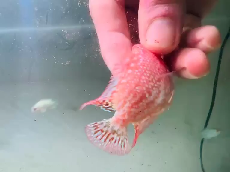 Kamfa F2 Golden Base GB Full Peeled Flowerhorn Small Size 5 cm