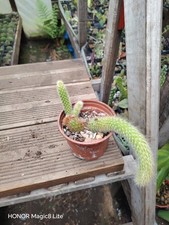 Cleistocactus Colademononis monkey tail cactus Plant 