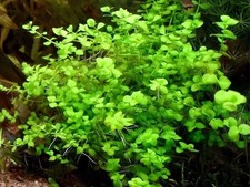 ( 20g) Micranthemum Umbrosum Giant Baby Tears Live Aquarium Tropical Plants 