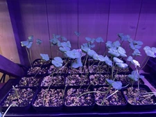 Red Roselle Jamaica Starter Plant - 8in Tall - 4in Pot - Hibiscus Sabdariffa