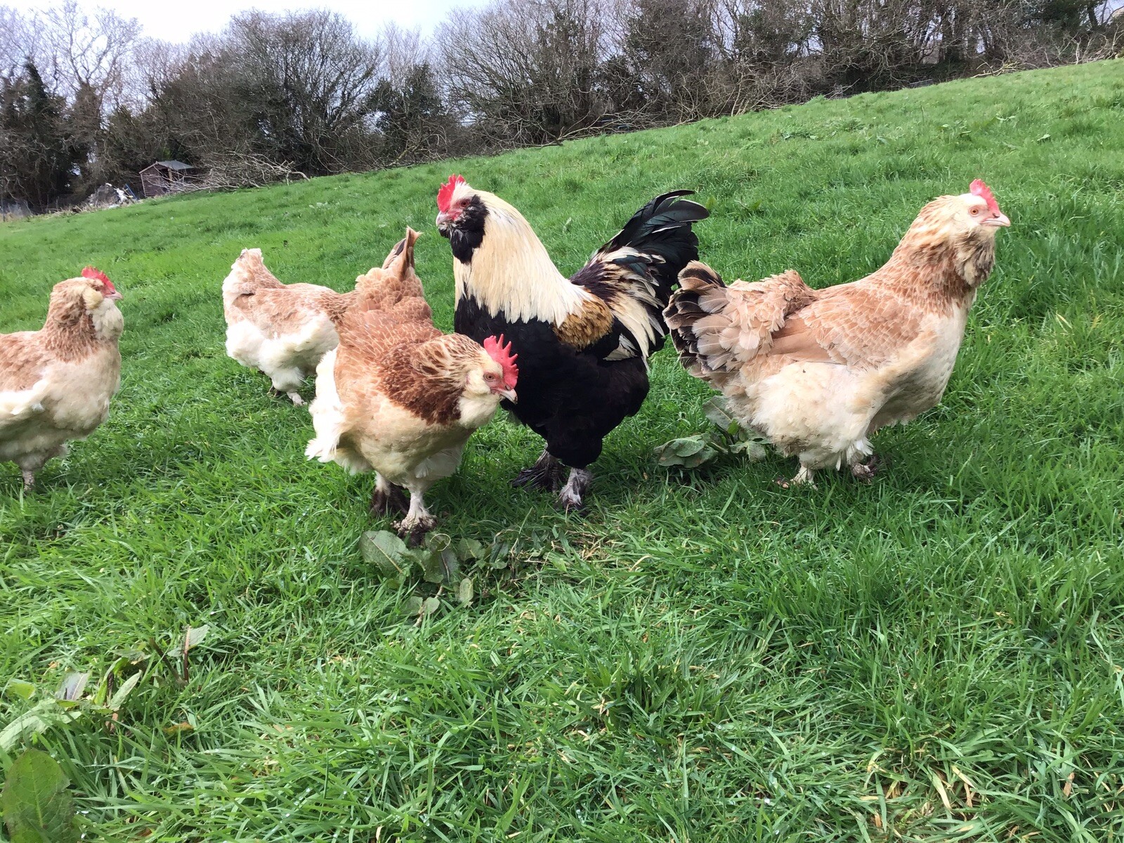 SALMON FAVEROLLE HATCHING EGGS. X SIX. LARGE FOWL . eBay