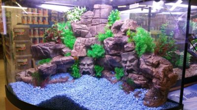 pictures of pugs faces