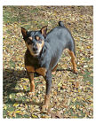 Miniature Pinscher Dog 8x10 Photo On 8.5" x 11"