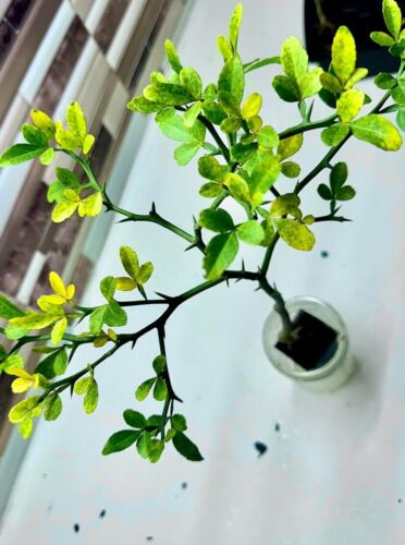 Cold-Hardy Trifoliate Citrus Tree (6” Live Plant) – Resilient & Ready to Thrive