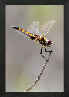 Gerahmtes Wandbild Libelle Poster Leinwanddruck Bild