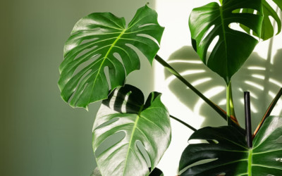 12+ Monstera Albo Cutted For Plant Garden Plantation