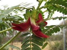Sesbania grandiflora | Baby Boots | Vegetable Hummingbird | 10 Seeds