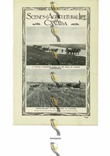Agricultural Life, Canada (1), More On Reverse, Book Illustration (Print), 1909