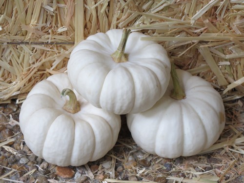 15 WHITE BABY BOO MINI PUMPKIN Miniature Cucurbita Pepo Vegetable Seeds Flat S/H - Picture 1 of 4