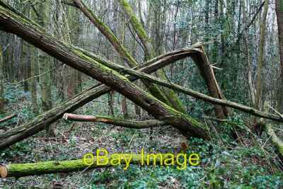 Photo 6x4 Fallen Trees in Stubbs Wood Cold Hiendley Recent high winds may c2008