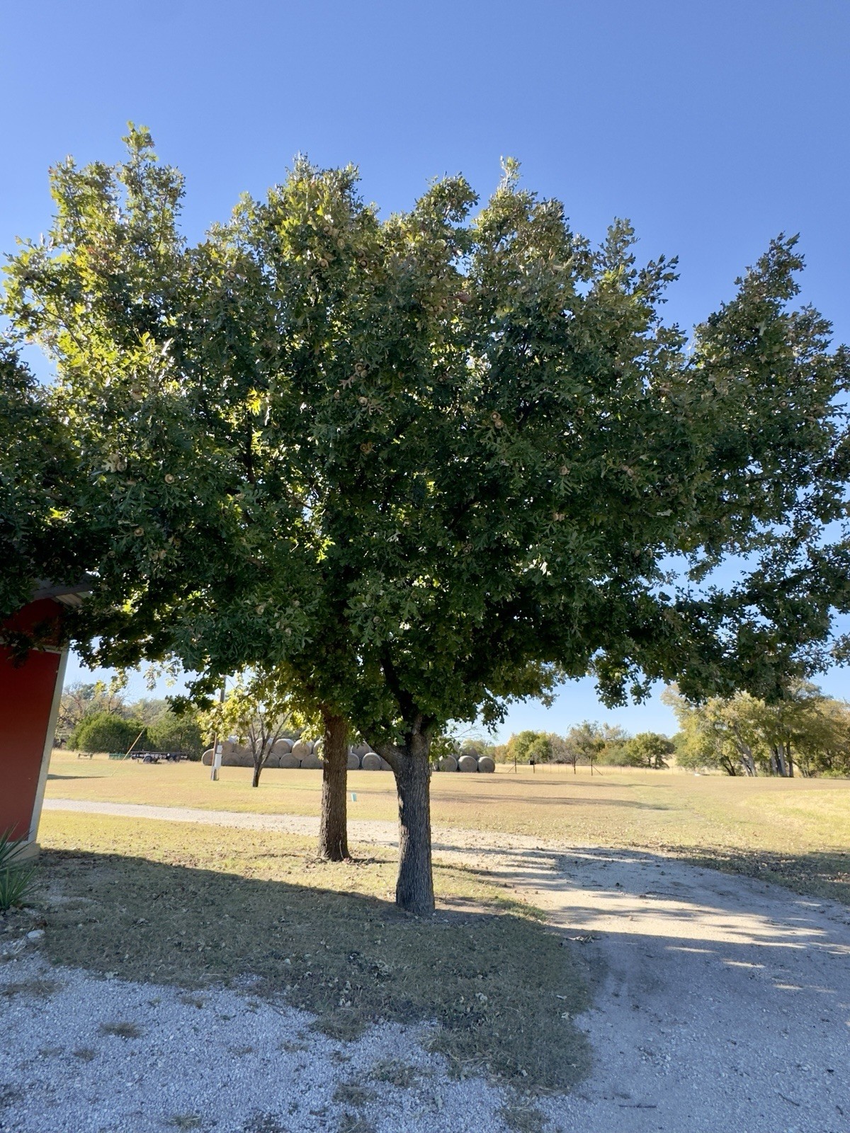 Big Bur oak Acorns. You are bidding on 12. 