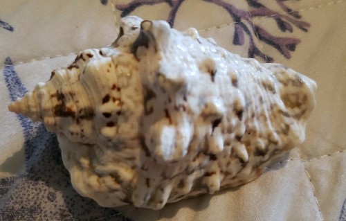 15 Large/Medium Deluxe Sea Shells - Picture 10 of 21