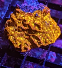 WYSIWYG XL JF Jack O Lantern Lepto Live Coral Rainbow LPS SPS Acro Zoa JF WWC