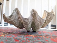 Rare 19th Century Genuine 'Tridacna Gigas' Antique Decorative Giant Clam Shell.