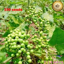 150 Seeds Pea Eggplant / Turkey Berry Fresh Vegetable Thai Food Herb Seed Natura