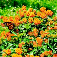 MILKWEED Asclepias ORANGE Monarch Butterfly Host Plant Perennial USA 100 Seeds!
