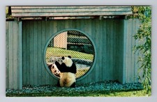 Washington DC, National Zoological Park, Giant Pandas, Moongate Vintage Postcard