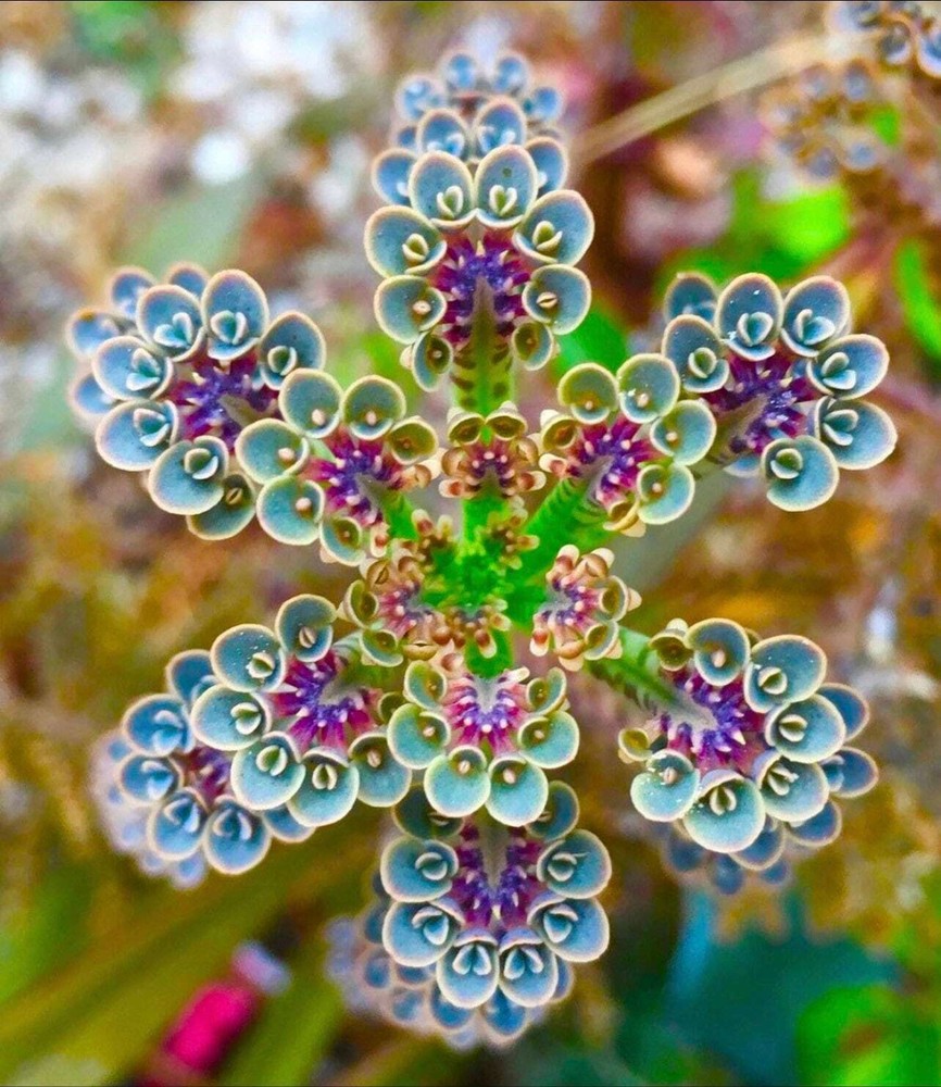 20 Mother of Millions Seeds Plants Garden Planting Colorful Rare Bonsai Black H