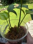 Philodendron Minima 2 rooted cuttings in cup. First leaves have grown on each. — photo 4