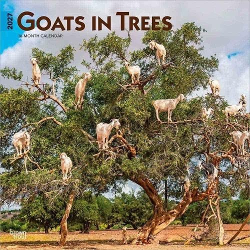 Goats in Trees 2027 12 X 24 Inch (Hanging) Monthly Square Wal... - 9798330712052 - Image 4