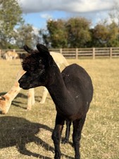 Serendipity's Black Huacaya Alpaca Raw Blanket Fleece 1.3kg Spinning&Felting