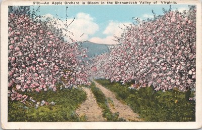 Vintage Postcard Apple Orchard in Bloom Shenandoah Valley, Virginia 1931