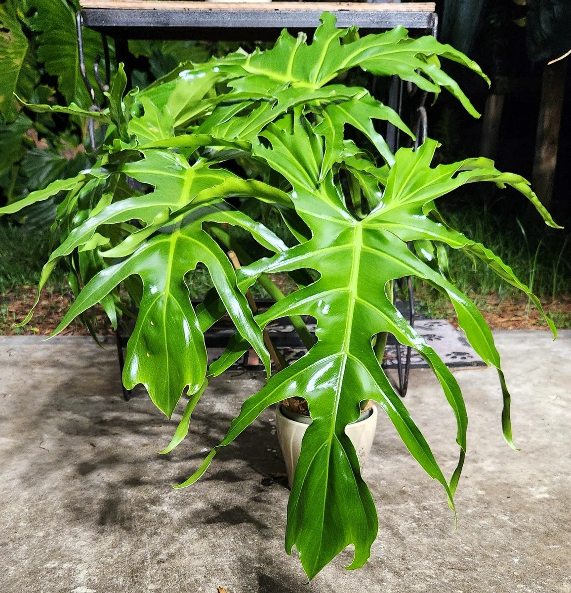 photinia glabra thunb maxim Fraser's Photinia Bush main image 1