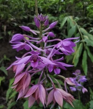 Calanthe masuca DEEP PURPLE flower terrestrial orchid species India