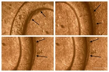 Lot of 20   1942-D DDR-004 Doubled Die Gem BU+Uncirculated Red Lincoln Cents