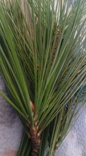 Tea Infusions - Organic White Pine Needles 6oz