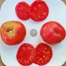 Stump of the World - Very Rare! +25 Fresh Seeds  Buy any 3 items, 10% off order!