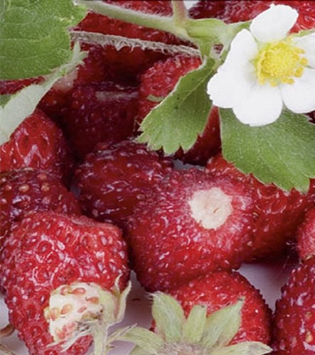 Erdbeeren Monats Erdbeeren Rügen Walderdbeer Aroma Samen eBay