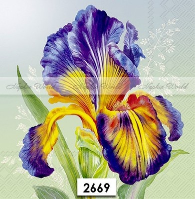 (2669) TWO Paper LUNCHEON Decoupage Art Craft Napkins  BEARDED IRIS FLOWER BLOOM