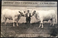 Largest  Oxen in World by Chas Stephens & Co. Real Photo Lakeview Mich Postcard