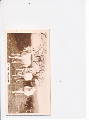 de reszke cigarette cards real photographs De Reszke J. Millhoff Cigarette Card - Real Photos 3rd series #4 This  Freedom