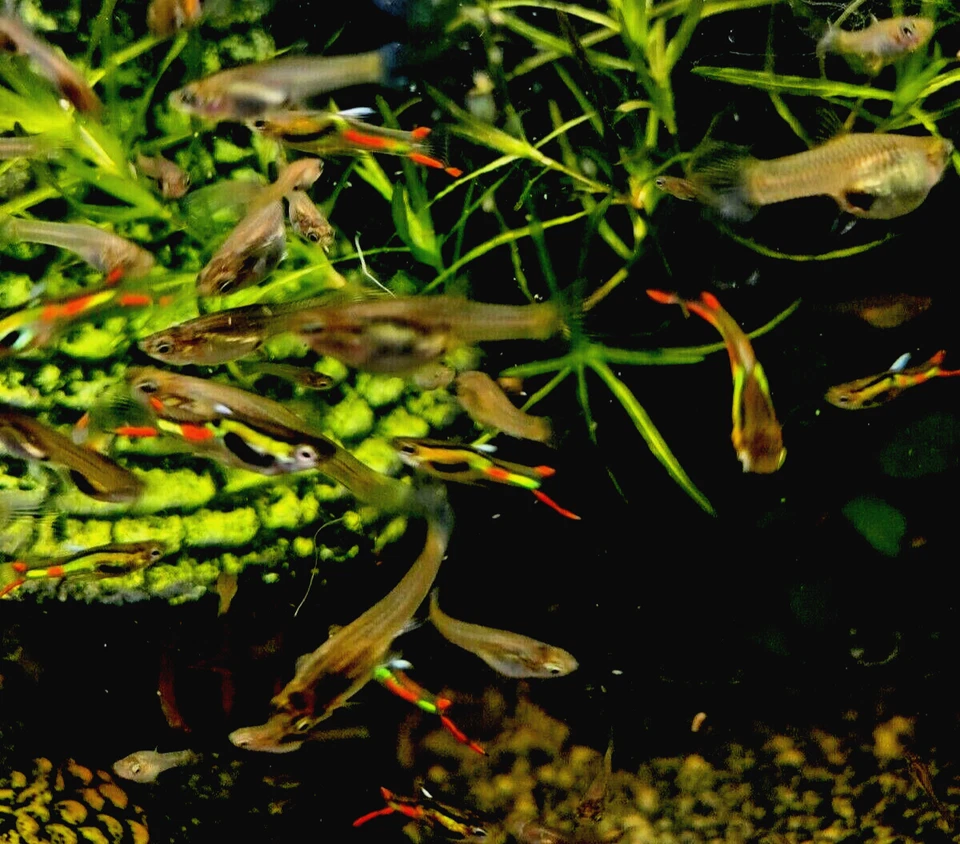 KEY LIME/Verde Lima Endler's - DOS TRÍOS (2 Tríos + 1 PAR GRATIS (3M/5F) (8 fis Foto 3 de 4