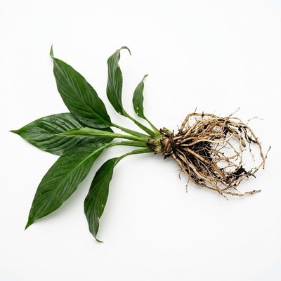 Brazilian Sword  Peace Lily  (Spathiphyllum sp)