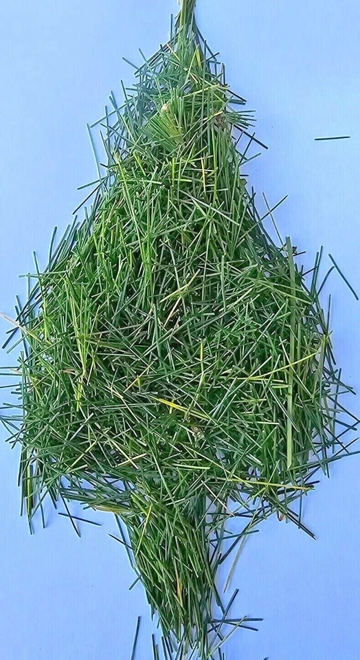 Agujas de té de pino blanco infusión orgánica recién recogidas silvestres cultivadas en Wisconsin Foto 2 de 4