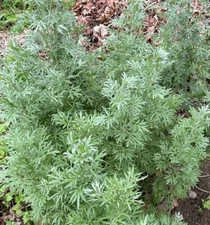 1000+ Absinthe Wormwood Seeds (Artemisia absinthium)  | Perennial - USA