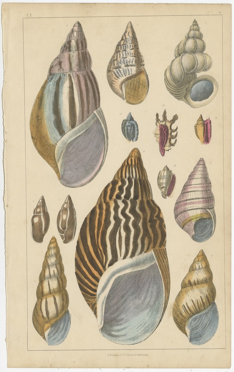 Pl. 60 Antique Print of various Sea Shells by Fullarton (c