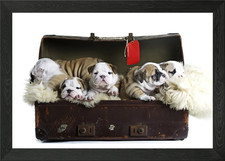 Bulldog cuccioli in valigia con cornice poster arte da parete quadro stampa su tela