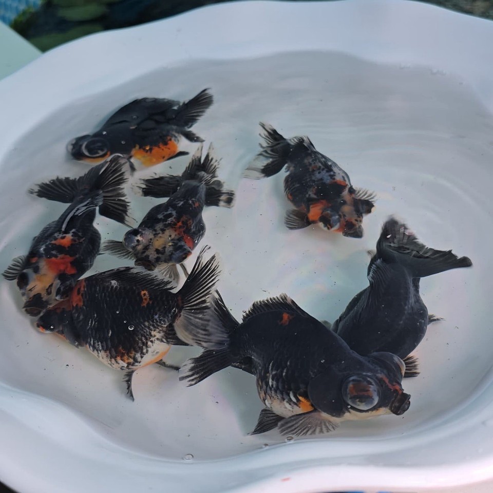 Live Fish Dark Tri Color Demekin Goldfish Juvenile Mix 3 inch with ...